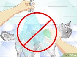 What can you do about cat dandruff? 3 Ways To Get Rid Of Cat Dandruff Wikihow