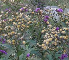 Image result for Vernonia glabra