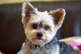 With just a minute or two of daily care, your yorkie's hair will stay healthy. 87 Captivating Haircuts For Your Yorkie