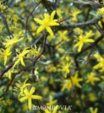 These small evergreen shrubs are low maintenance and compact. Wire Netting Bush Evergreen Shrubs Evergreen Bush Small Trees