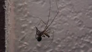 They do not spin webs, and they do not use webs to capture prey. Daddy Long Legs Vs Black Widow Youtube