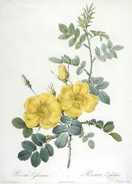 €6.00m* aug 19, 1996 in montauban.facts and data. Rosa Eglanteria Rosier Eglantier Aus Les Roses 1817 485879