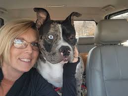 Is Science Hills food causing my pitbull's diarrhea?