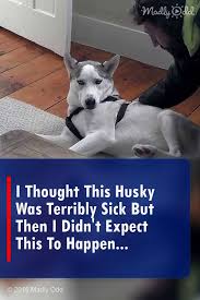 Pin On Dogs Are Awesome