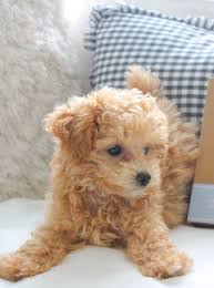 They were initially called ye ancient dogge of malta but are also known. Ranger The Apricot Maltipoo Teacup Puppy In 2021 Maltipoo Puppy Very Cute Puppies Cute Little Puppies