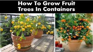 The dwarf apple tree grows 7 to 10 feet in height. Goodshomedesign