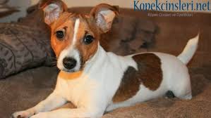 Jack Russell Terrier Ozellikleri