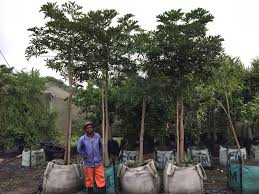 Image result for Cussonia spicata