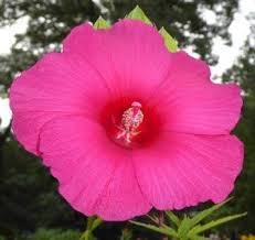 Image result for Hibiscus ludwigii