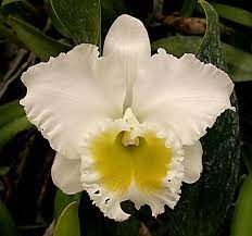 Image 1 Cattleya Orchid Orchid Plants Orchid Photo