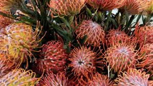 Image result for Protea