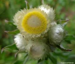 Image result for Helichrysum foetidum