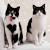 Tuxedo Black And White Shorthair Cat