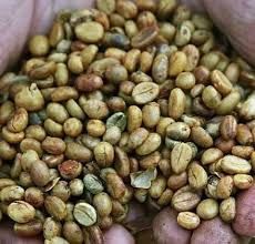 Image result for Coffea salvatrix