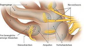 Gutartiger Lagerungsschwindel Gesundheitsinformation De