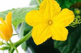 Image result for male flowers cucumber