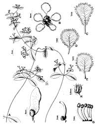 Image result for Janusia