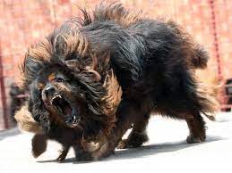 Maybe you would like to learn more about one of these? Ngao Tay Táº¡ng Vá»›i Pitbull Loai Nao Má»›i La Máº¡nh Nháº¥t Cd1310020157