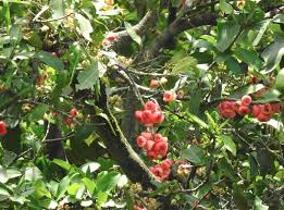Image result for Syzygium