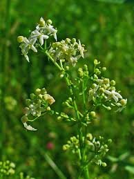 Image result for Galium