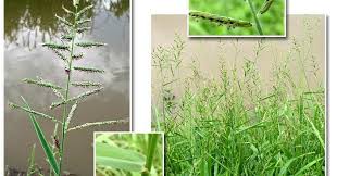 Image result for Danthoniopsis dinteri