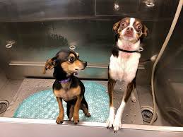 K9 Spirit Organization added a...