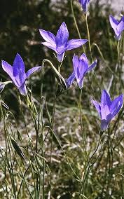 Image result for Wahlenbergia hookeri