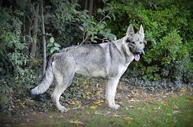 Breeding german shepherds isn't just a business for us; Silver Sable German Shepherd Price Info Petswithlove Us