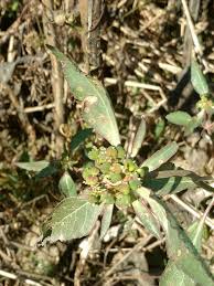 Image result for Multidentia exserta