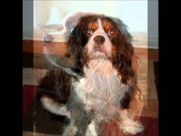 This litter has at least one dog. Rescue Great Lakes Cavalier King Charles Spaniel Club Inc
