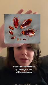 Metamorphosis Cockroach