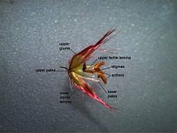 Image result for Melinis repens