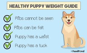 Puppy Development Growth Chart A Complete Guide For 2019