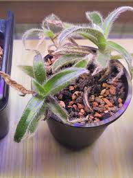 Image result for Cyanotis