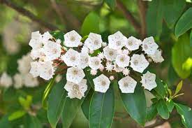 Texas mountain laurel is gorgeous, fragrant, and tough. Can You Grow Mountain Laurel In Containers Planting A Mountain Laurel In A Pot
