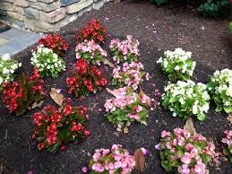In simplest terms this is either sun or shade. How To Plant Annuals Not All In A Row How To Plant Annuals Garden Design Plants