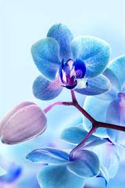 Red roses symbolize love and desire, but roses come in a variety of colors and each has their. Orchid Flowers Blue Color Petals 750x1334 Iphone 8 7 6 6s Wallpaper Background Picture Image