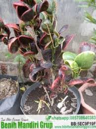 Kamu jadi bisa lebih hemat dan bisa menghias rumah dengan aneka bunga cantik. Jual Bibit Puring Apel Unggul Bibit Tanaman Unggul