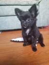 Black And White Long Haired Chihuahua Puppy