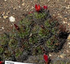 Image result for Emilia caespitosa