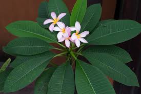 Image result for Plumeria rubra