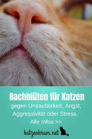 Bachbluten Bei Katzen So Konnen Sie Deiner Katze Helfen Celebritymoms Bachbluten Bei Celebritybabies Deiner Helfe Katzen Katzen Erziehen Katzen Infos