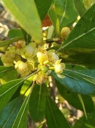 Image result for Uapaca nitida