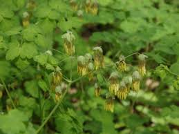 Its central stem (and any side stems) is pale green to pale purplish green, terete, glabrous, and glaucous. Thalictrum Dioicum Early Meadow Rue Native Plants Of North America