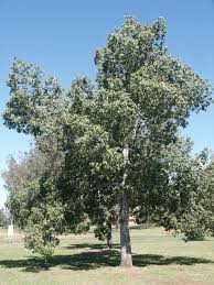 Image result for Brachychiton