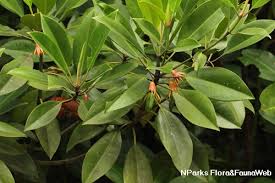 Image result for Bruguiera