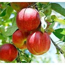 Apel merupakan salah satu jenis buah yang dihasilkan dari pohon buah apel. Bibit Buah Apel Anna Asli Shopee Indonesia