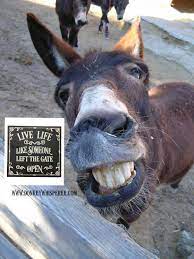 Перевод слова donkey, американское и британское произношение, транскрипция, словосочетания, примеры использования. Live Life Like Someone Left The Gate Open Funny Donkey Pictures Cute Donkey Donkey Funny