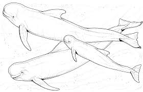 It is vast and ever changing. Beluga 1044 Animals Printable Coloring Pages