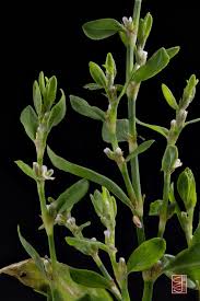 Image result for Polygonum aviculare
